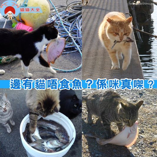 《邊有貓唔食魚？係咪真㗎？》